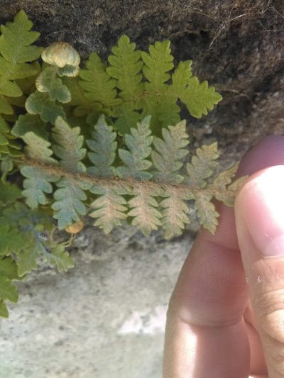 Notholaena brachypus, photographed by Jose Antonio Aranda Pineda