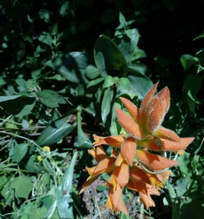 Dichromanthus aurantiacus, photographed by Juan Antonino Sandoval