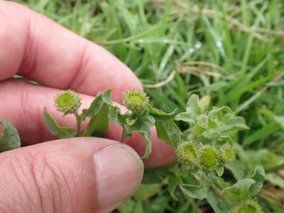 Pulicaria vulgaris, photographed by Robert H. Wardell