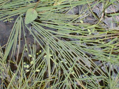 Glyceria fluitans, photographed by Robert H. Wardell