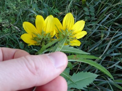 Bidens polylepis, photographed by Thomas Koffel