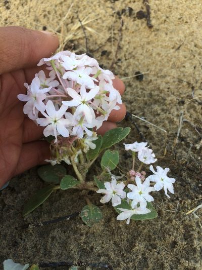 Abronia crux-maltae, photographed by Marcus Tamura