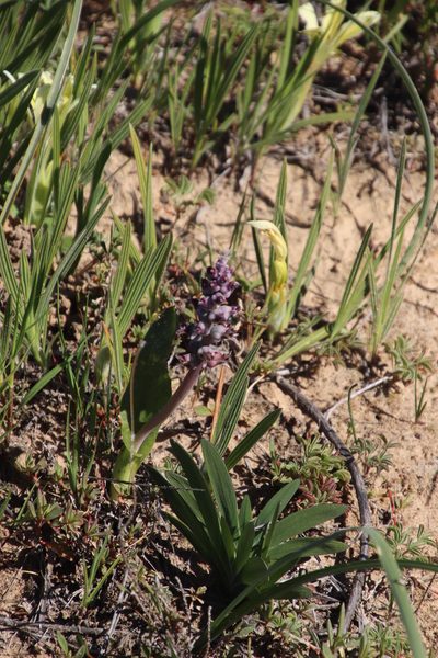 Lachenalia elegans, photographed by Tony Rebelo