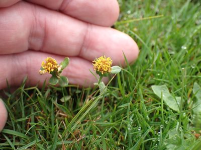 Pulicaria vulgaris, photographed by Robert H. Wardell