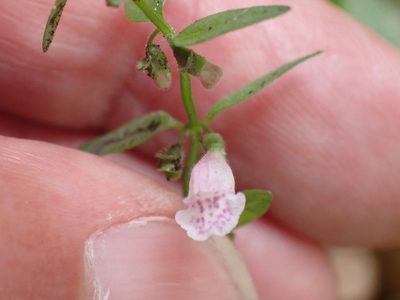 Scutellaria minor, photographed by Robert H. Wardell