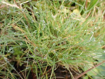 Agrostis canina, photographed by Robert H. Wardell