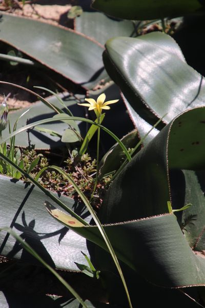 Romulea hirta, photographed by Tony Rebelo