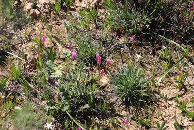 Hesperantha pauciflora, photographed by Tony Rebelo