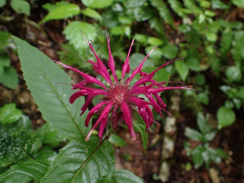 Monarda media, photographed by Evan M. Raskin