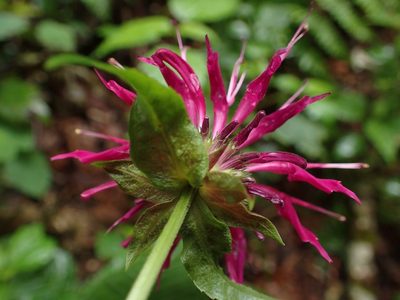 Monarda media, photographed by Evan M. Raskin