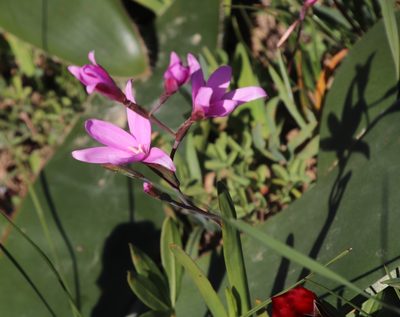Hesperantha pauciflora, photographed by Tony Rebelo