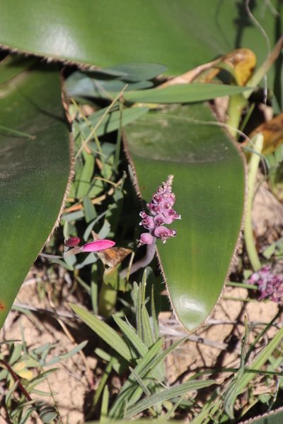 Lachenalia elegans, photographed by Tony Rebelo