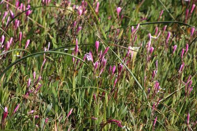 Hesperantha pauciflora, photographed by Tony Rebelo