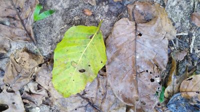 Nauclea orientalis, photographed by Steve Fitzgerald