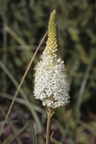 Bulbinella cauda-felis, photographed by Tony Rebelo