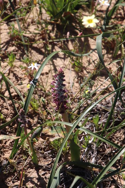 Lachenalia elegans, photographed by Tony Rebelo