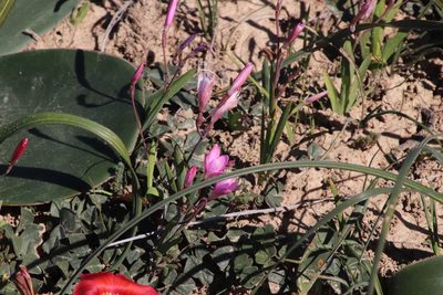 Hesperantha pauciflora, photographed by Tony Rebelo