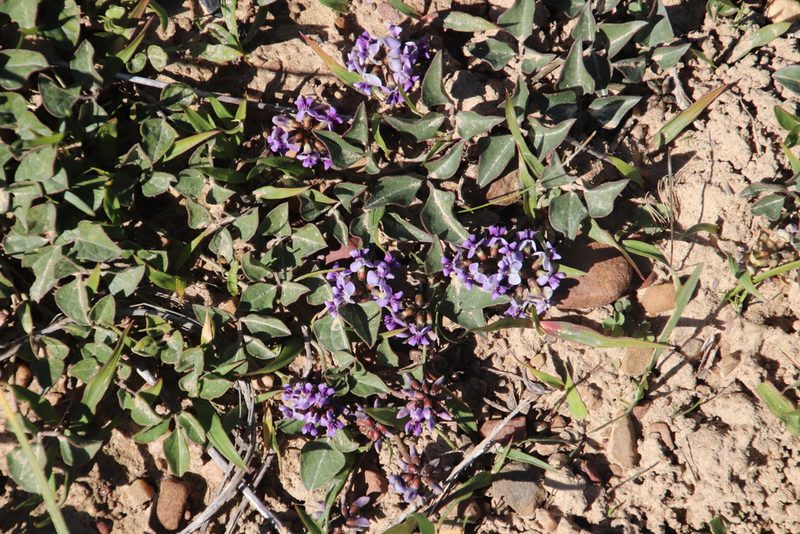 Dolichos decumbens, photographed by Tony Rebelo