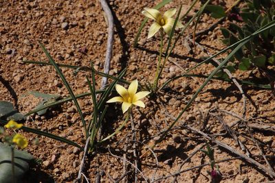 Romulea hirta, photographed by Tony Rebelo