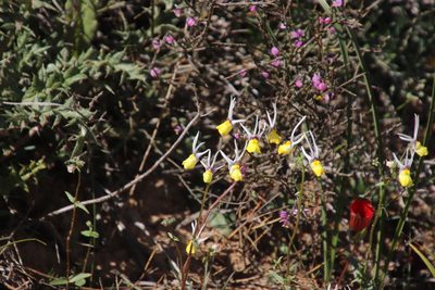 Nemesia cheiranthus, photographed by Tony Rebelo