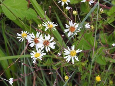 Symphyotrichum trilineatum, photographed by Neptalí Ramírez Marcial