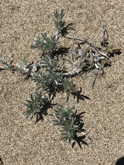 Lupinus tidestromii, photographed by Marcus Tamura