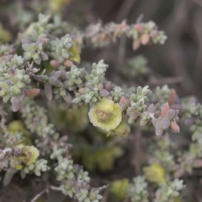 Maireana pyramidata, photographed by Kym Nicolson