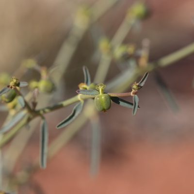 Euphorbia tannensis, photographed by Kym Nicolson