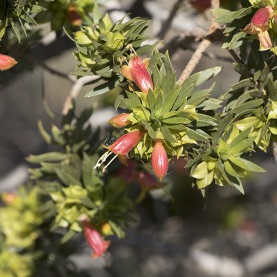 Eremophila duttonii, photographed by Kym Nicolson