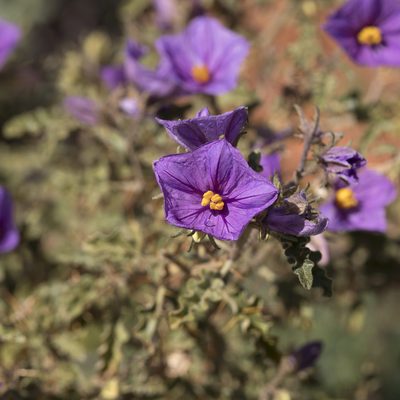 Solanum petrophilum, photographed by Kym Nicolson