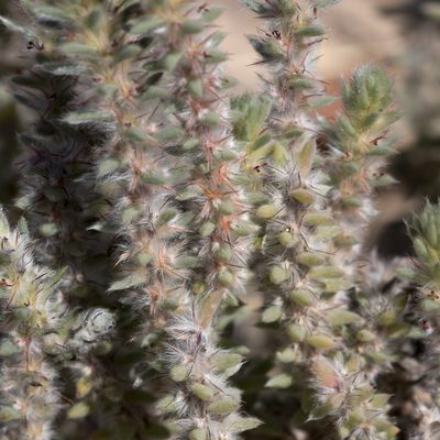 Sclerolaena lanicuspis, photographed by Kym Nicolson
