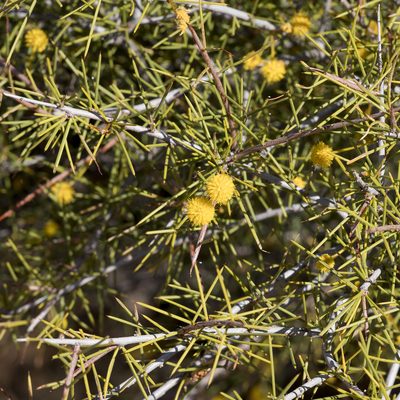 Acacia tetragonophylla, photographed by Kym Nicolson