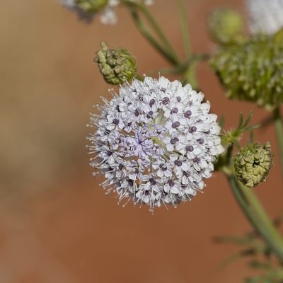 Trachymene glaucifolia, photographed by Kym Nicolson