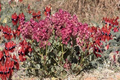 Rumex vesicarius, photographed by Kym Nicolson