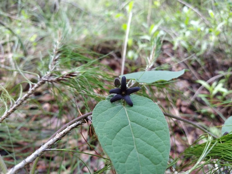 Matelea tlilxochitli, photographed by IA braham