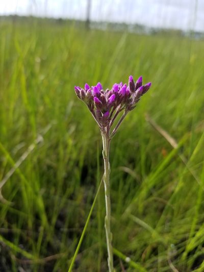 Litrisa carnosa, photographed by Scott Ward
