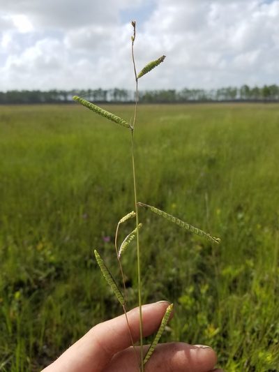 Paspalum praecox, photographed by Scott Ward
