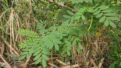 Ormocarpum cochinchinense, photographed by Cheng-Te Hsu