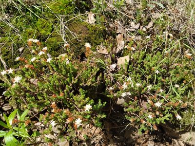Sedum moranense, photographed by IA braham