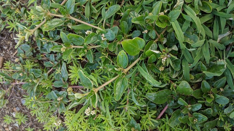 Boerhavia glabrata, photographed by Cheng-Te Hsu