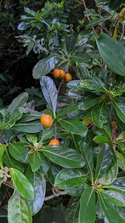 Pittosporum moluccanum, photographed by Cheng-Te Hsu