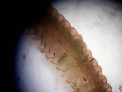 Heteroscyphus ciliatus, photographed by Leon Perrie