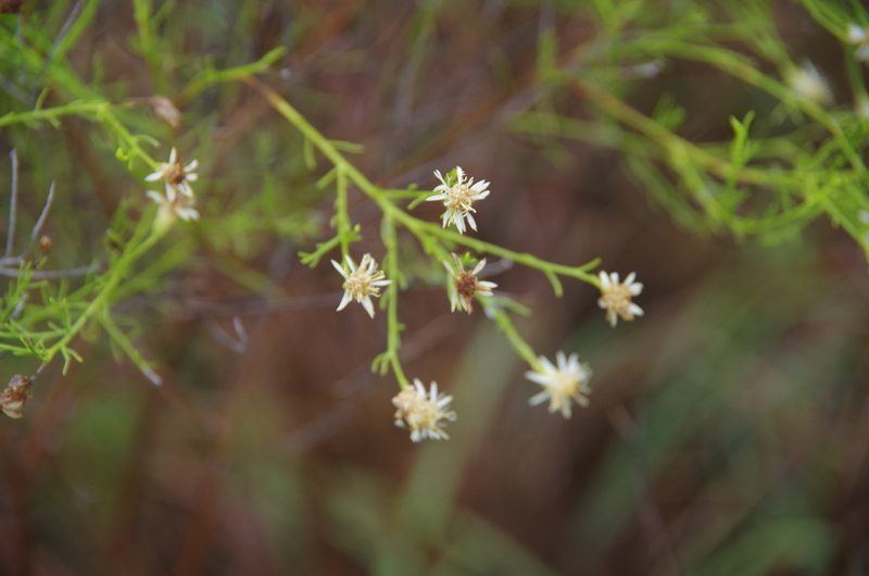 Medranoa palmeri, photographed by Eric Knight