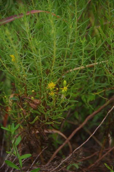 Isocoma drummondii, photographed by Eric Knight
