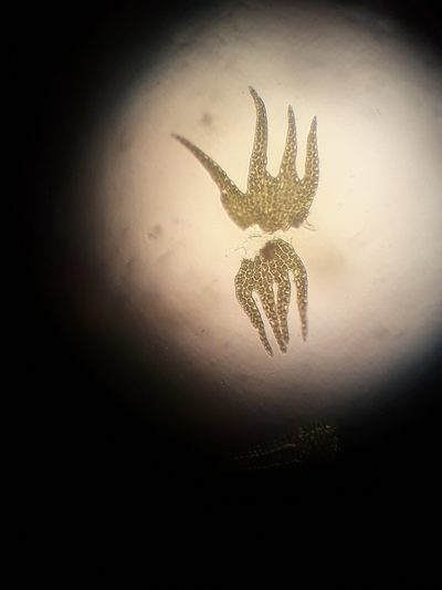 Lepidozia spinosissima, photographed by Leon Perrie