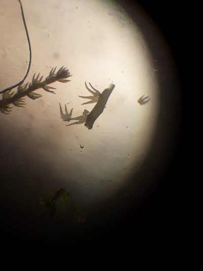 Lepidozia spinosissima, photographed by Leon Perrie