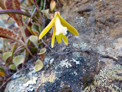 Dendrobium striolatum, photographed by Kiri Bee