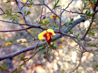 Dillwynia ramosissima, photographed by Kiri Bee
