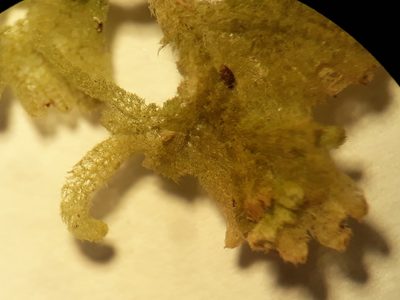 Trichocolea rigida, photographed by Leon Perrie