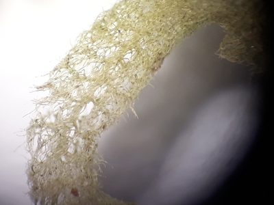 Trichocolea rigida, photographed by Leon Perrie